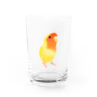 まめるりはことりのコザクラインコ　おすましルチノー【まめるりはことり】 Water Glass :front