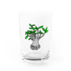 アカネのアデニウム Water Glass :front