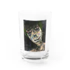 cwgk696deltronのsweet evil Water Glass :front