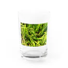 sisoの隠れてカエル Water Glass :front