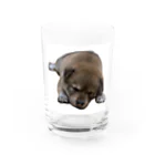 良々のぷーちゃん(雑種犬) Water Glass :front
