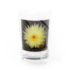 でおきしりぼ子の実験室のサボテンの花 Water Glass :front