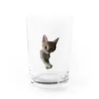 猫ねこネコ!チャム&シロのチャム幼少期 Water Glass :front