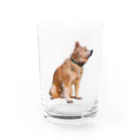 愛犬太郎のグッズの黄昏太郎【柴犬】 Water Glass :front