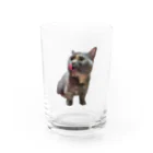 HRK designの猫　HRK design Water Glass :front