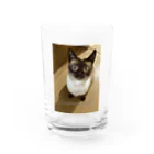 Siamese cat シャムのSiamese cat シャム猫 Water Glass :front