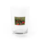 ﾂ--ﾂ--ﾂ--のakaihana Water Glass :front