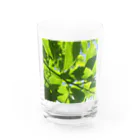 ワタナベ商店の葉っぱキラキラ Water Glass :front