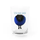 食いしん坊の黒ラブクロエのクロエ Water Glass :front