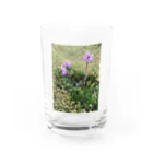 不思議商店のショウジョウバカマ Water Glass :front