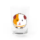 モルモットのミマモル隊のポンちゃん Water Glass :front