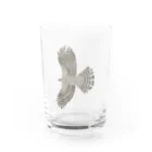 Coshi-Mild-Wildのクーパーハイタカ_A Water Glass :front