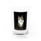 miyu_the_catの見据えるキャット Water Glass :front