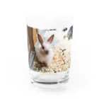 うさぎ×３のうさぎさん Water Glass :front