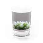 8l0のハオルチア　多肉植物 Water Glass :front