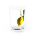 ﾆｼｷｵﾘ🍋Collectionの熱海レモン🍋0 Water Glass :front