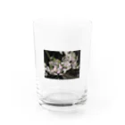 けのさくら Water Glass :front