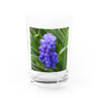 でおきしりぼ子の実験室のMuscari botryoides(1:1) Water Glass :front