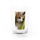 むむ😸🍈(mumu)グッズの茶白猫むむ Water Glass :front