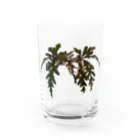 ぴーちゃんのベゴニア ポリロエンシス 熱帯植物 Water Glass :front