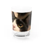 ねこの下僕のぶうちゃん Water Glass :front