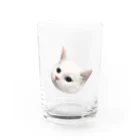 ゆれる銀の白猫の恋ちゃん グラス前面