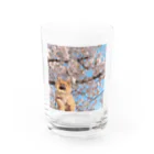 イケタニ カナタロウのイケタニ クロ　桜 Water Glass :front