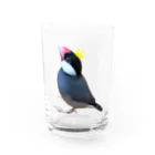 harupink🌸ペット似顔絵illustの文鳥の王様 Water Glass :front