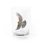 Coshi-Mild-Wildのサシバ_D Water Glass :front