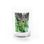 Stormの苔苔苔 Water Glass :front