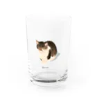 たぬ〜ショップのたぬップ Water Glass :front