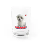 マルチーズ専門店のマルチーズのおもち Water Glass :front