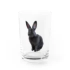 モフモフ動物ストアの凛々うさぎ Water Glass :front