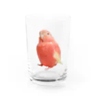 アキクサインコのチャムのアキクサインコのチャム（実写うふ顔） Water Glass :front