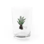 native forest 植物グッズのお店のブレクナム オブツサタムvar.オブツサタム Water Glass :front