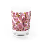 Jodlerin Sakura Kitagawa und die Edelweißmusikantenの八重さくら　１ Water Glass :front