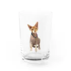 小鳥と映画館のオーダー品 水彩画 スフィンクス バズちゃん 全身 Water Glass :front