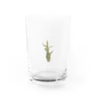 Mame’sのカプトメデューサエ Water Glass :front