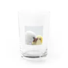 ピッチョコ倶楽部「momo＆kiraku」のオキナインコ「ピッチョコ倶楽部」 Water Glass :front