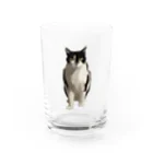 小鳥と映画館のカッコいいネコ Water Glass :front