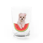 shiromofuのあめちゃん🍬夏 Water Glass :front