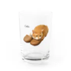 猫カフェ ぶぅたんグッズショップのチャロッパ グラス前面