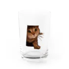 りんりん@らてののぞき見にゃんこ Water Glass :front