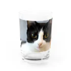 キティの目ヂカラ強めのハチワレ美人 Water Glass :front