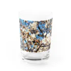 ハチドリ販売所の日本の春 桜B Water Glass :front