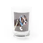 Laikathebostonterrierのおさんぽライカ1 Water Glass :front