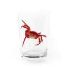 Coshi-Mild-Wildのカニ Water Glass :front