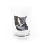 いきもの大好き！ほほえみフレンズのコアラの日常 ほほえみフレンズ Water Glass :front