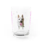 白柴犬 小梅の小梅っちで飲む(QRアリ) Water Glass :front