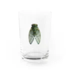 ルルンパ・エンターテイメントのミンミンゼミ Water Glass :front